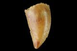 Serrated, Raptor Tooth - Real Dinosaur Tooth #142595-1